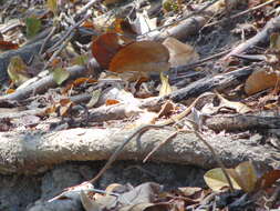 Image of Many-lined Whiptail