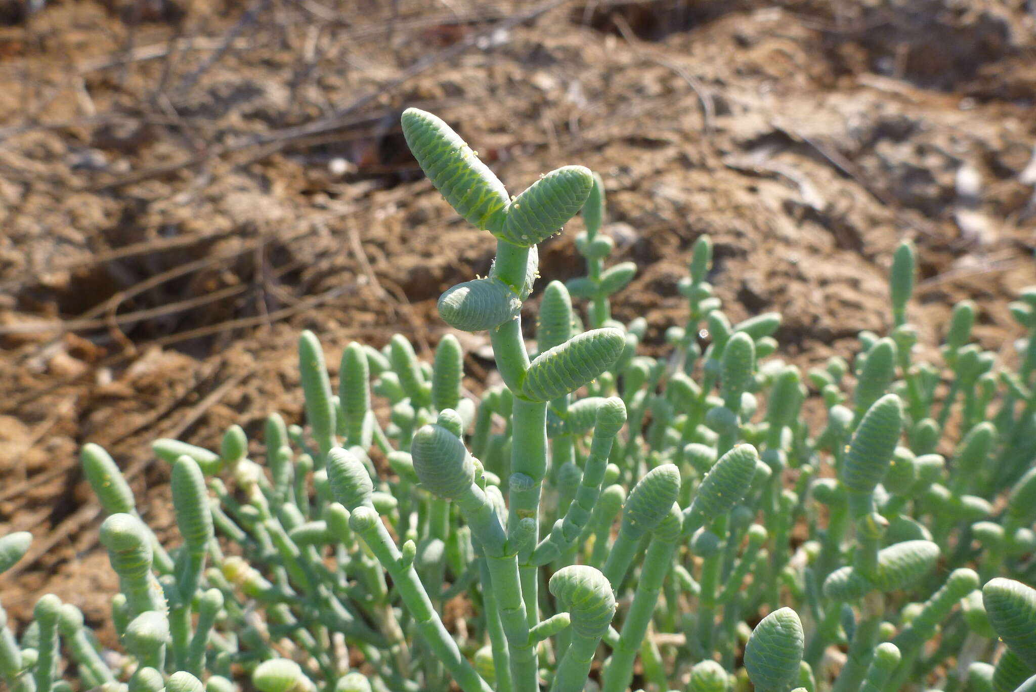 Image of Tecticornia australasica (Moq.) Paul G. Wilson