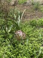 Image de Crinum buphanoides Welw. ex Baker