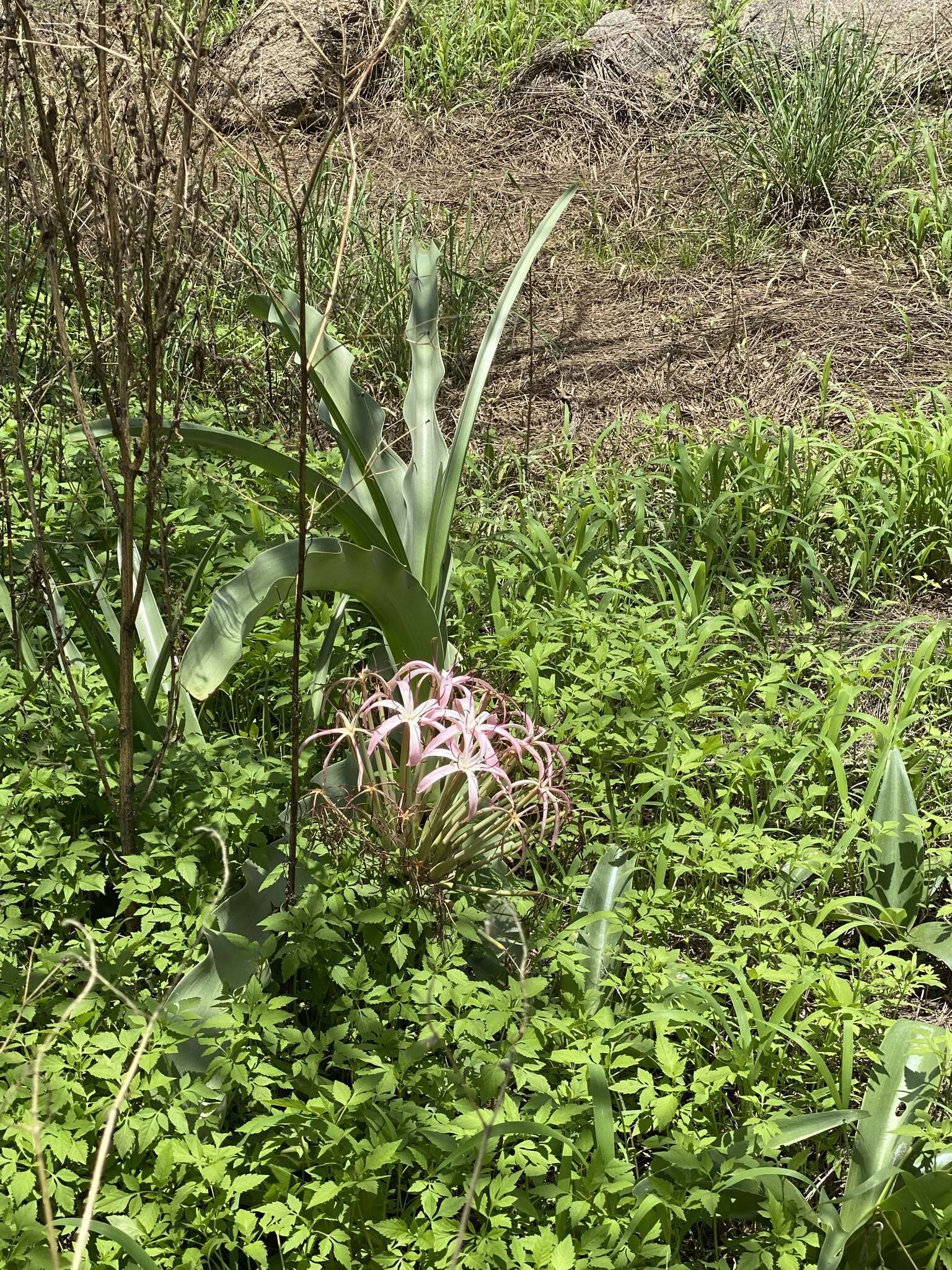 Image de Crinum buphanoides Welw. ex Baker