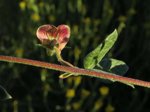 Image of Rhynchosia schlechteri Baker fil.