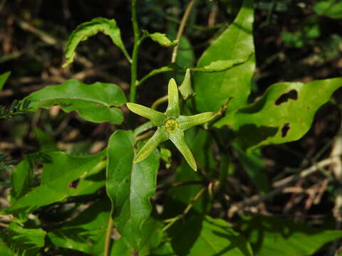 صورة Tressensia viridis H. A. Keller & S. A. Cáceres