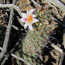 Image of Mammillaria thornberi subsp. thornberi