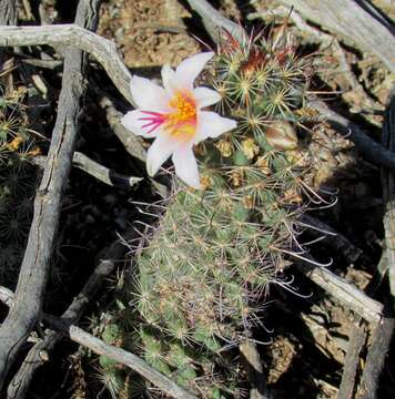 Image of Thornber's Fishhook Cactus