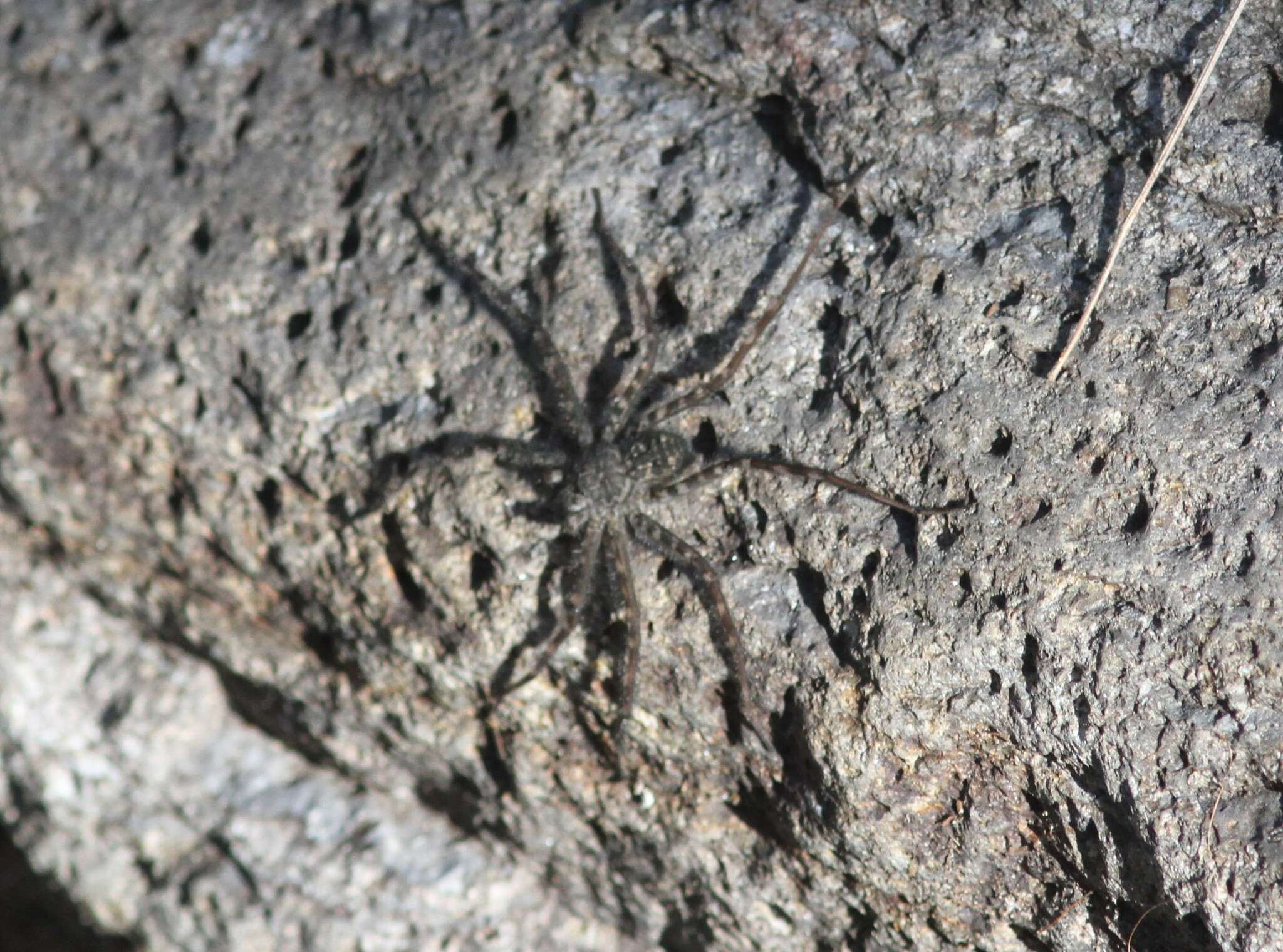 Image of Trechalea gertschi Carico & Minch 1981