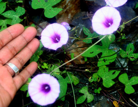 Image of Tie-vine Morning Glory