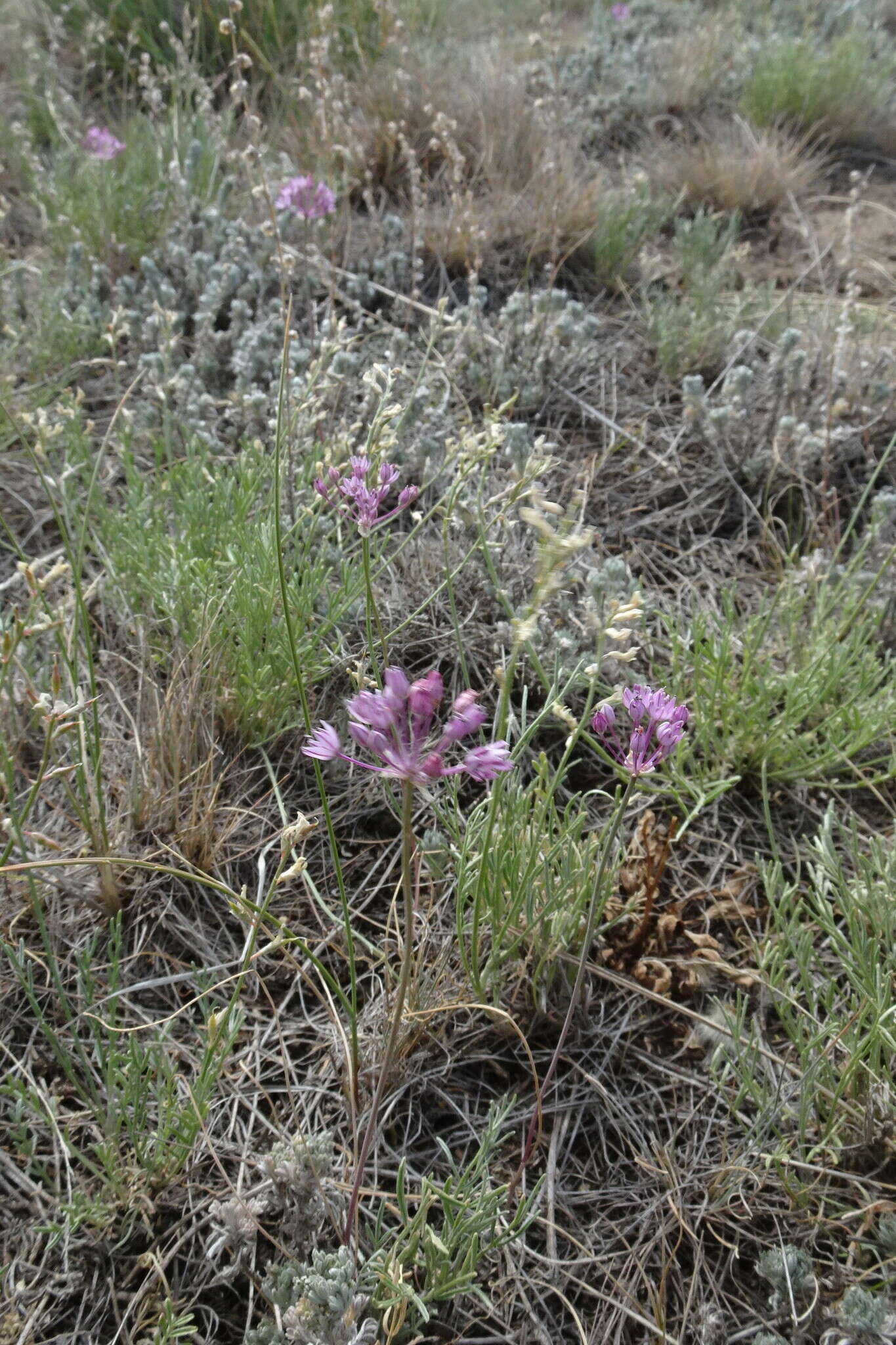 Allium pallasii Murray resmi