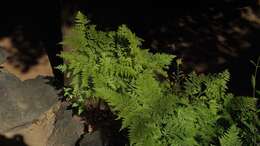 Image of hare's-foot fern