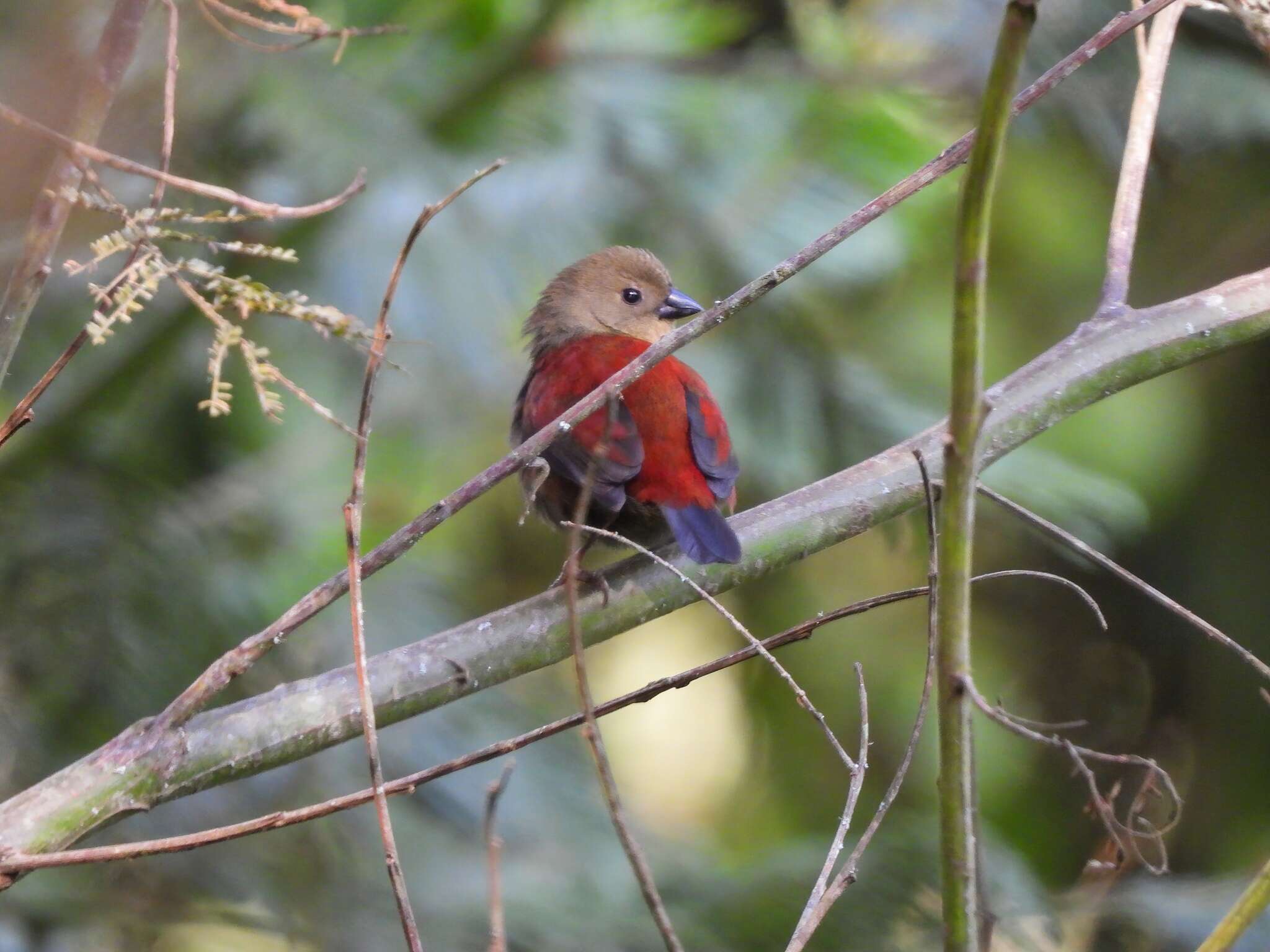 Image of Abyssinian Crimson-wing