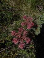 Image of Sempervivum marmoreum Griseb.