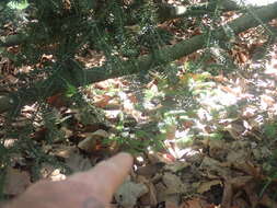 Image of Abies pinsapo var. marocana (Trab.) Ceballos & Bolaño