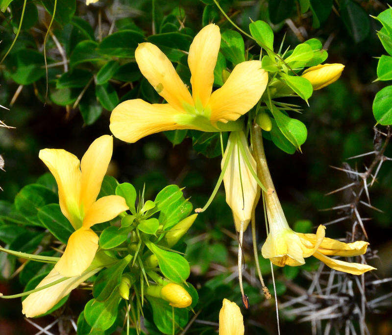 Image of Barleria rotundifolia Oberm.