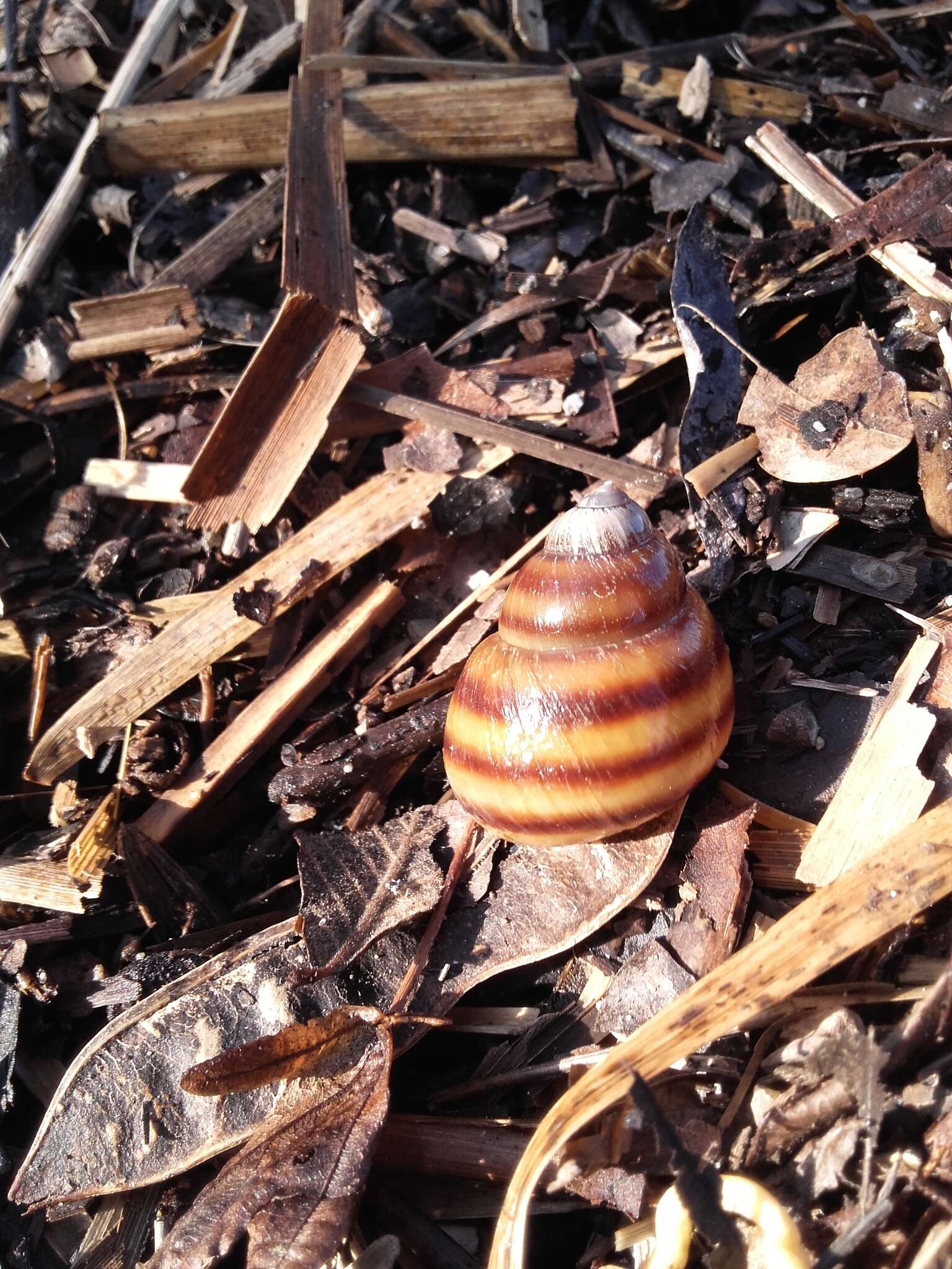 Image of Viviparus ater (De Cristofori & Jan 1832)