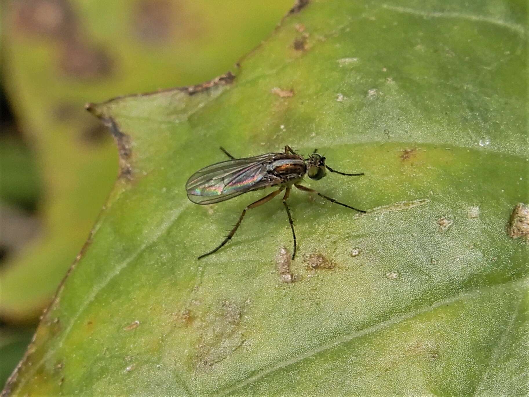 Image of Tetrachaetus bipunctatus Parent 1933