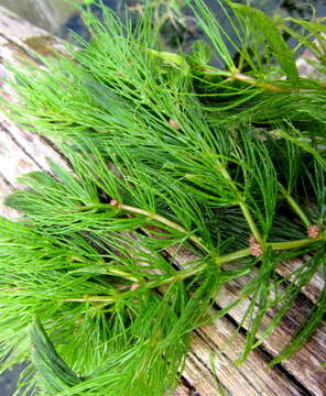 Image of Hornwort