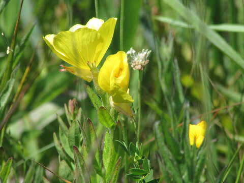 Image of Prairie sundrops