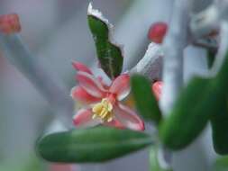 Imagem de Castela erecta subsp. texana (Torr. & A. Gray) Cronquist