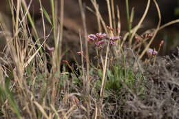 Limonium pectinatum (Ait.) Kuntze resmi