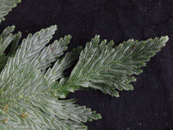 Image of Selaginella anceps (C. Presl) C. Presl