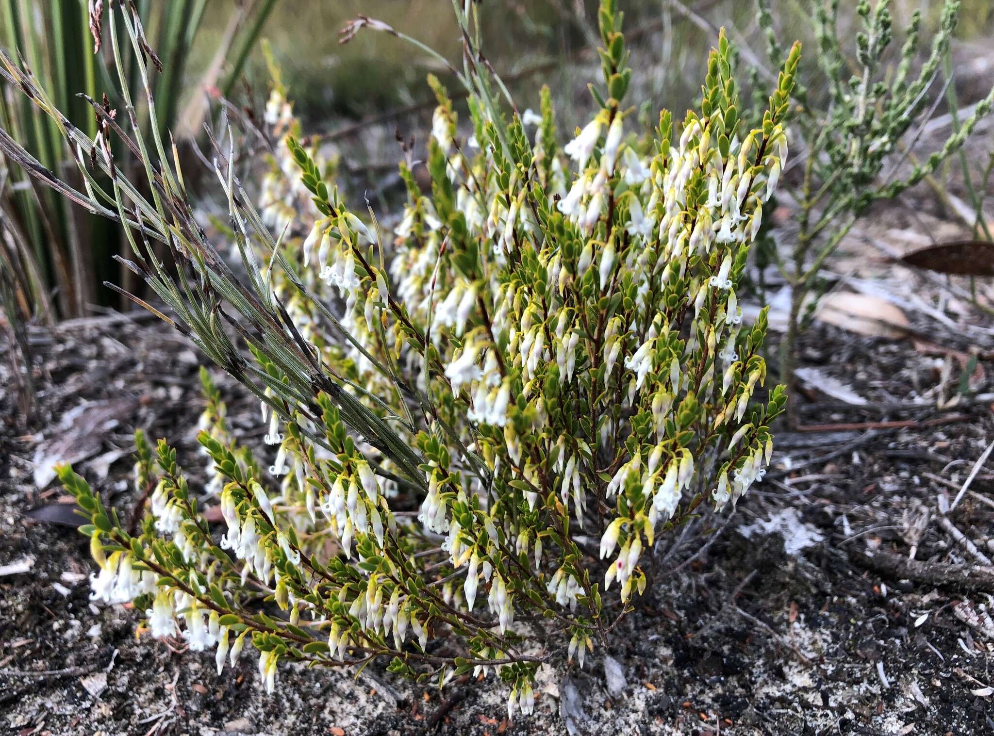 Image of Leucopogon woodsii F. Muell.