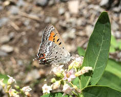 Image of Tharsalea arota schellbachi (Tilden 1955)