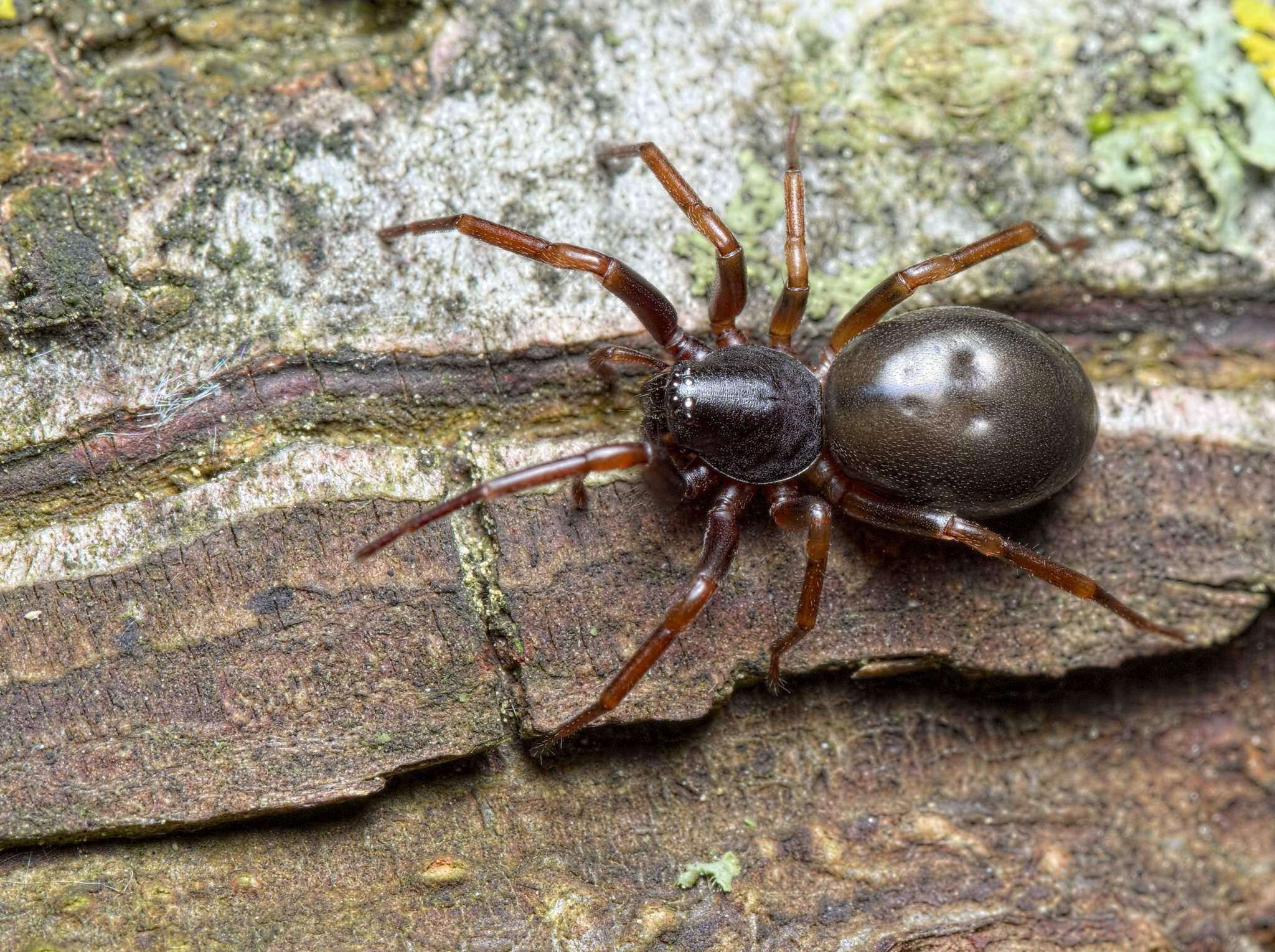 Image of Cetonana laticeps (Canestrini 1868)