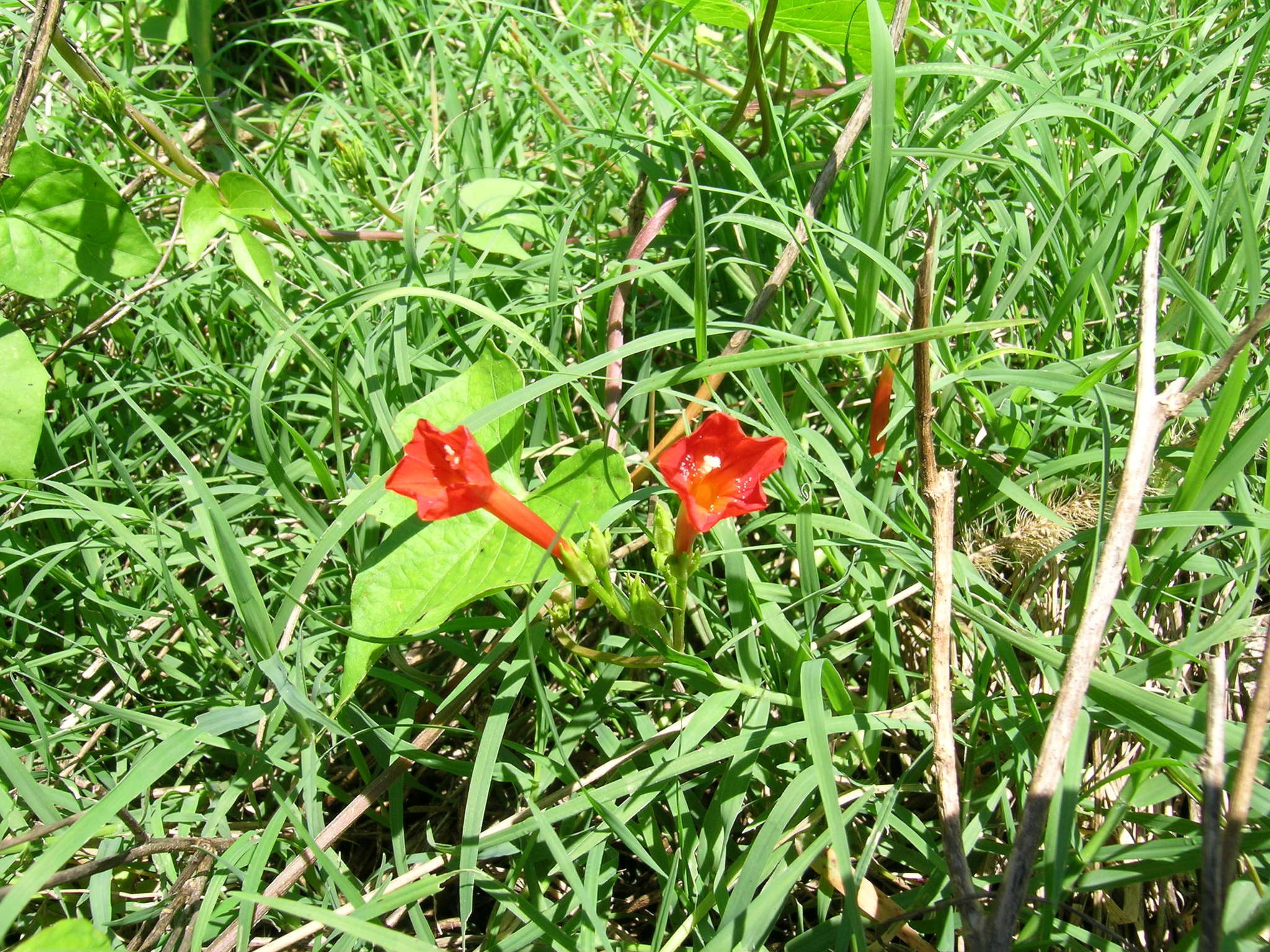 Ipomoea rubriflora O'Donell resmi