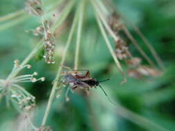 Image of Horwathia lineolata (A. Costa 1862)