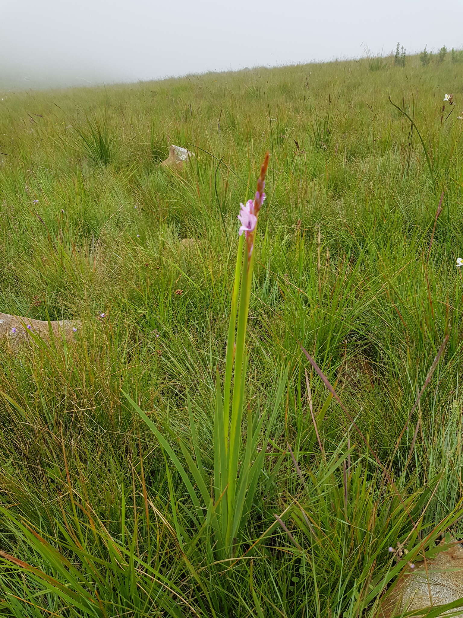 Image of Dierama formosum Hilliard