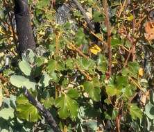 Image of Mexican flannelbush