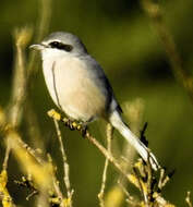 Image of Iberian Grey Shrike