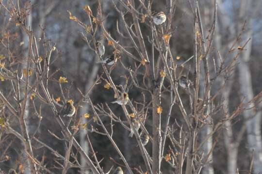 Image of Common Redpoll