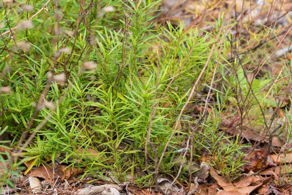 Imagem de Dicerandra frutescens subsp. thinicola (H. A. Mill.) D. B. Ward