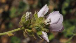 Imagem de Malacothamnus densiflorus (S. Wats.) Greene