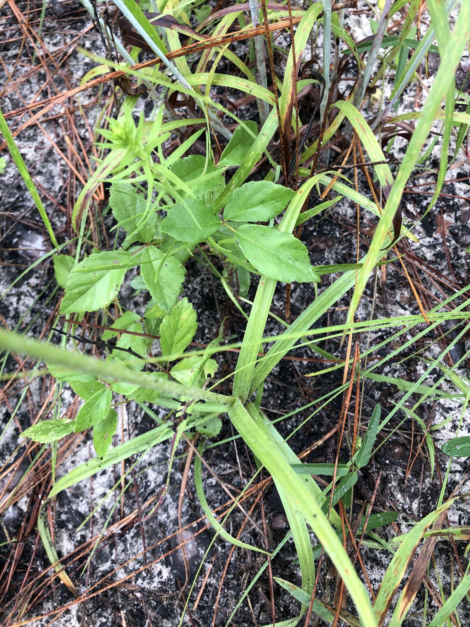 Imagem de Cyperus plukenetii Fernald