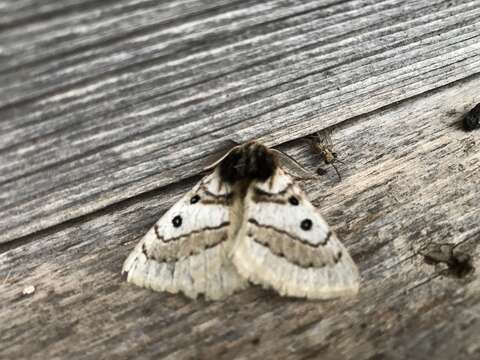 Image of Anthela ochroptera (Lower 1892)