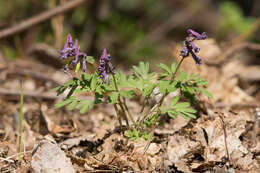 Plancia ëd Corydalis solida subsp. solida