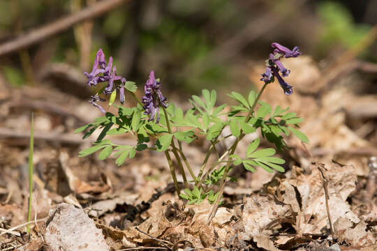 Image of Corydalis solida subsp. solida