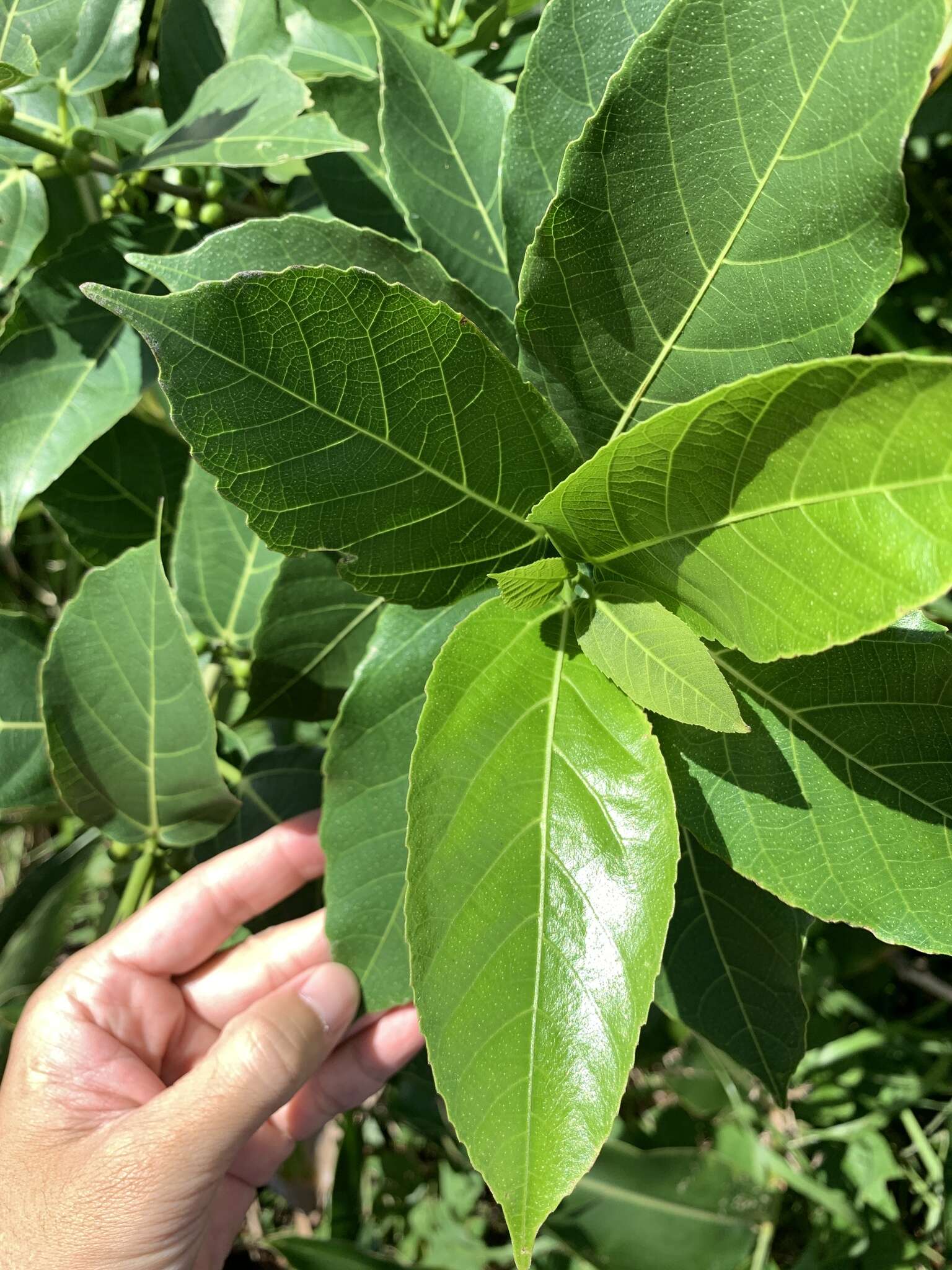 Imagem de Ficus cumingii Miq.