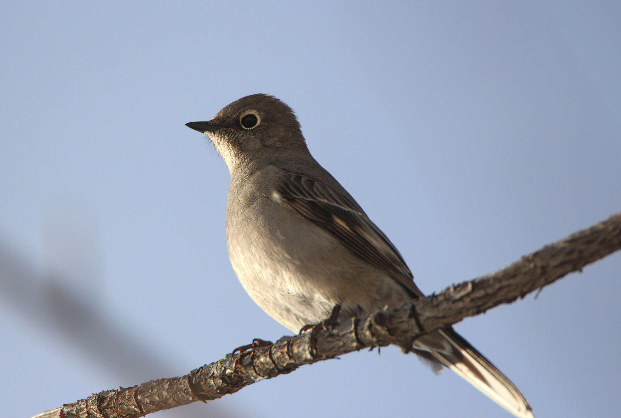 Imagem de Myadestes townsendi townsendi (Audubon 1838)