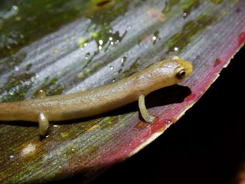 Image of Bolitoglossa cuna Wake, Brame & Duellman 1973