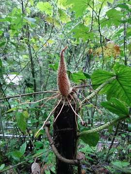 Image of Philodendron fibrosum Sodiro ex Croat