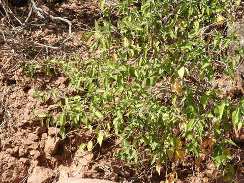 Image de Croton sonorae Torr.