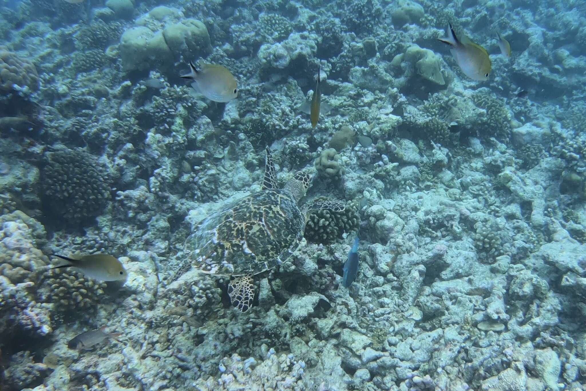 Image of Ternate chromis