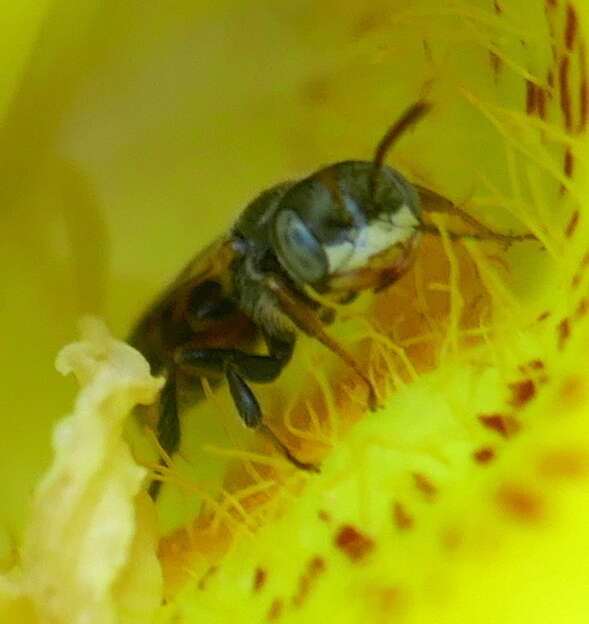 Image of Perdita californica (Cresson 1878)