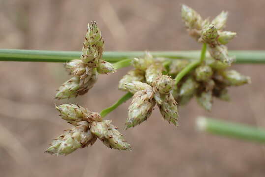 Image of Schoenoplectus muricinux (C. B. Clarke) J. Raynal