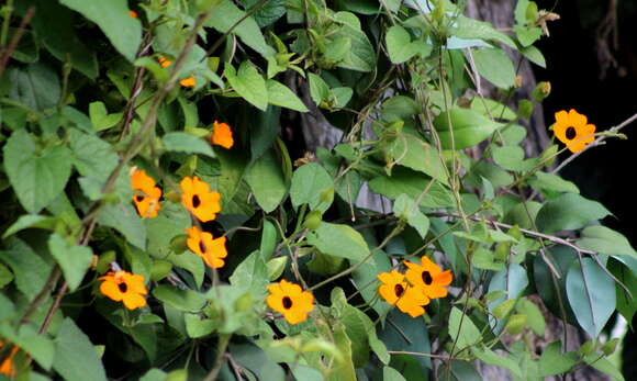 Image of blackeyed Susan vine