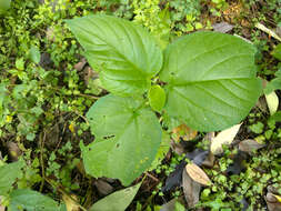 Image of peach-leaved poison bush