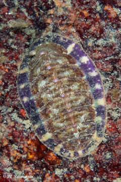 Image of lined red chiton