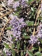 Image of dwarf ceanothus